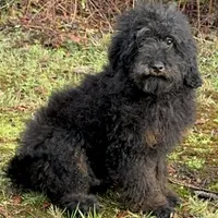 F1B aussiedoodle, a male Aussiedoodle for sale in Bellingham, WA – Photo 1 of 6