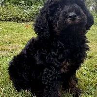 F1B aussiedoodle, a male Aussiedoodle for sale in Bellingham, WA – Photo 5 of 6