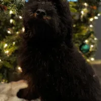 F1B aussiedoodle, a male Aussiedoodle for sale in Bellingham, WA – Photo 2 of 6