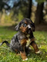 Asteris-Mountain Aussiedoodle, a female Bernese Mountain Dog and Aussiedoodle for sale in Bellingham, WA – Photo 2 of 5