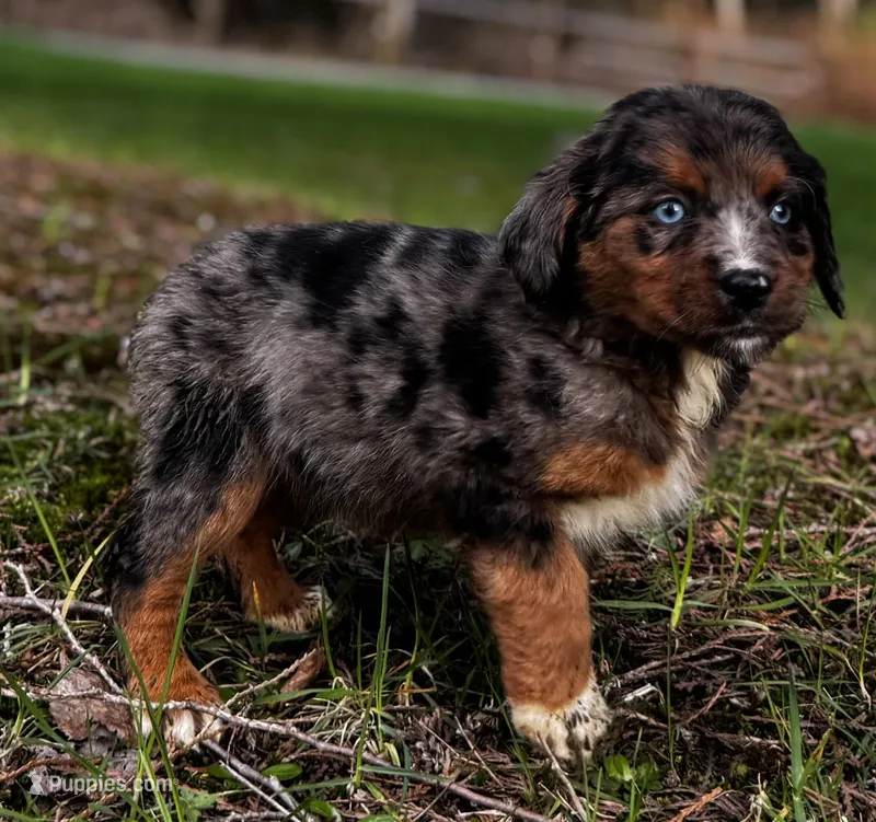 Asteris-Mountain Aussiedoodle – Bernese Mountain Dog, Aussiedoodle puppy for sale in Bellingham, WA