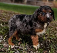 Asteris-Mountain Aussiedoodle, a female Bernese Mountain Dog and Aussiedoodle for sale in Bellingham, WA – Photo 1 of 5