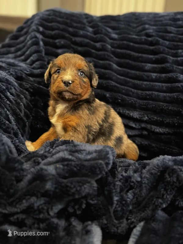 Asteris-Mountain Aussiedoodle