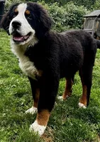 Asteris-Mountain Aussiedoodle, a female Bernese Mountain Dog and Aussiedoodle for sale in Bellingham, WA – Photo 3 of 3