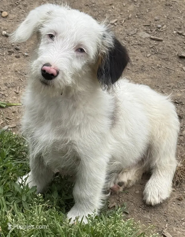 Latte – Pembroke Welsh Corgi, Poodle - Miniature  puppy for sale in Bellingham, WA
