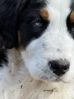 Aphrodite-Mountain Bernedoodle, a female Bernese Mountain Dog and Aussiedoodle for sale in Bellingham, WA – Photo 3 of 3