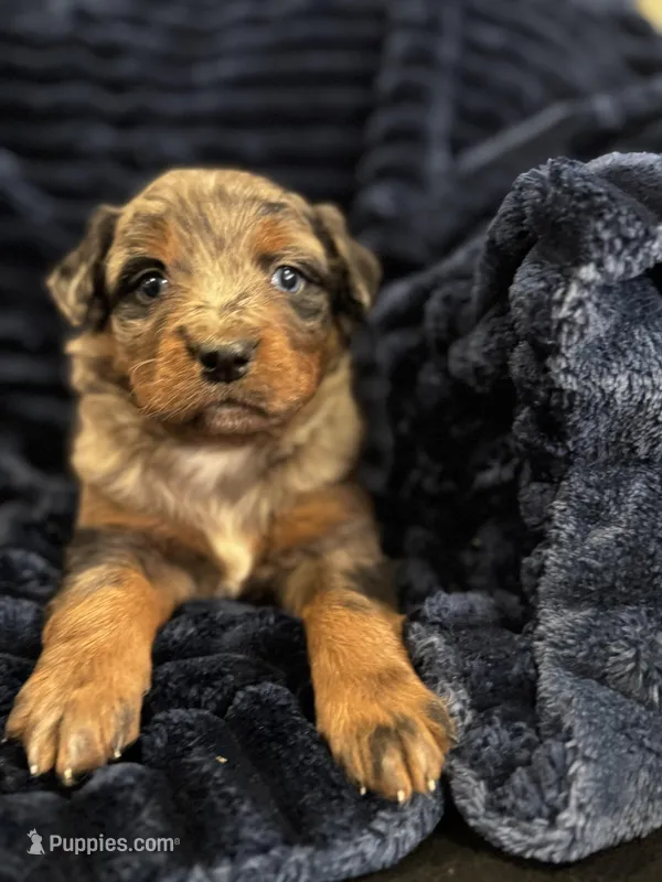 Aphrodite-Mountain Bernedoodle