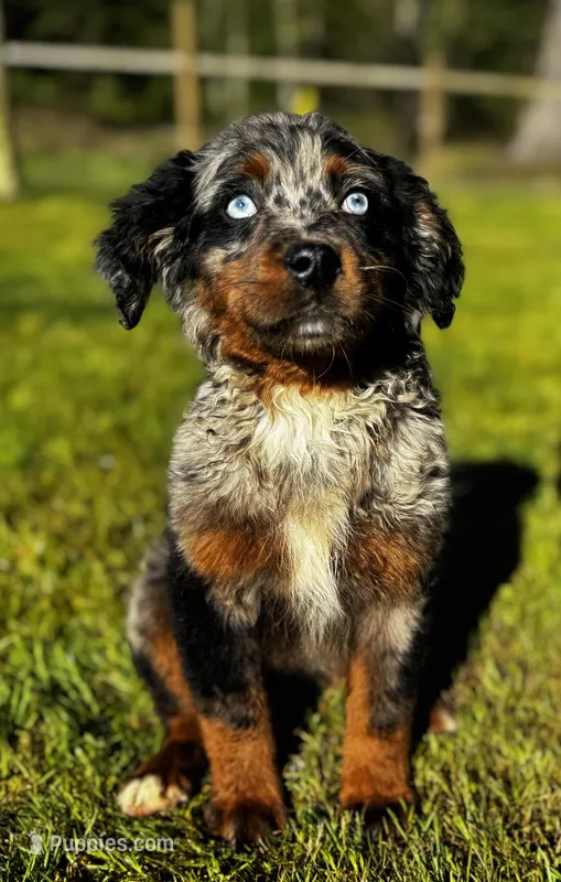 Aphrodite-Mountain Aussiedoodle  – Bernese Mountain Dog, Aussiedoodle puppy for sale in Bellingham, WA