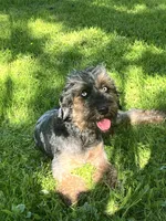 Aphrodite-Mountain Bernedoodle, a female Bernese Mountain Dog and Aussiedoodle for sale in Bellingham, WA – Photo 2 of 3