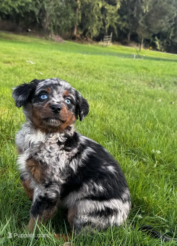 Aphrodite-Mountain Aussiedoodle  – Bernese Mountain Dog, Aussiedoodle puppy for sale in Bellingham, WA