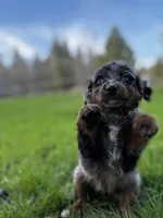 Aphrodite-Mountain Aussiedoodle , a female Bernese Mountain Dog and Aussiedoodle for sale in Bellingham, WA – 3 of 6