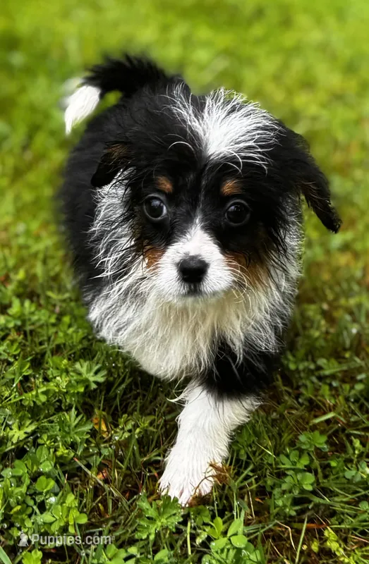 Macha – Pembroke Welsh Corgi, Poodle - Miniature  puppy for sale in Bellingham, WA