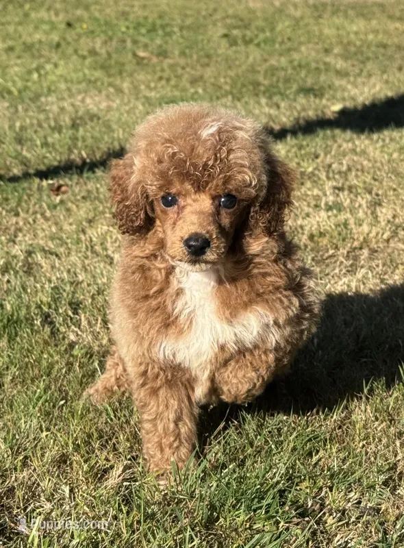 Male 2 – Poodle - Miniature  puppy for sale in Bellingham, WA