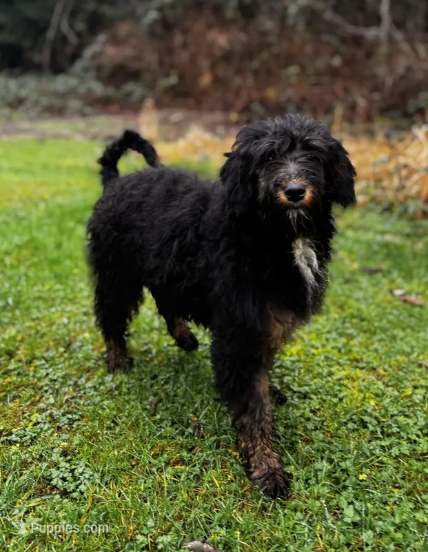 F1b aussiedoodle