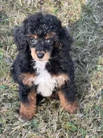 Male 1, a male Poodle - Miniature  for sale in Bellingham, WA – 2 of 6