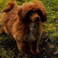 Pooh Bear, a male Poodle - Miniature  for sale in Bellingham, WA – Photo 5 of 8