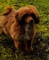 Pooh Bear, a male Poodle - Miniature  for sale in Bellingham, WA – Photo 3 of 6