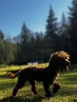 Pooh Bear-PENDING, a male Poodle - Miniature  for sale in Bellingham, WA – 3 of 9