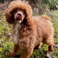 Pooh Bear, a male Poodle - Miniature  for sale in Bellingham, WA – Photo 3 of 8
