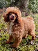 Pooh Bear, a male Poodle - Miniature  for sale in Bellingham, WA – Photo 1 of 6