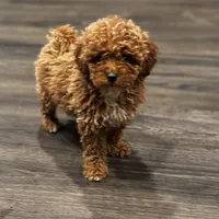 Pooh Bear, a male Poodle - Miniature  for sale in Bellingham, WA – Photo 6 of 8