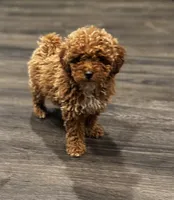 Pooh Bear, a male Poodle - Miniature  for sale in Bellingham, WA – Photo 4 of 6