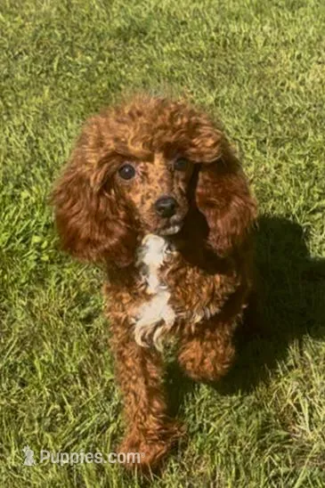Pooh Bear – Poodle - Miniature  puppy for sale in Bellingham, WA