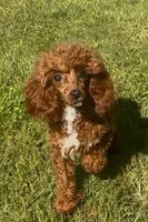 Pooh Bear-PENDING, a male Poodle - Miniature  for sale in Bellingham, WA – 2 of 9