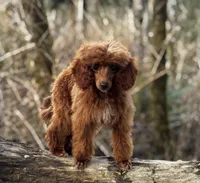 Pooh Bear, a male Poodle - Miniature  for sale in Bellingham, WA – Photo 2 of 8