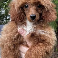 Pooh Bear, a male Poodle - Miniature  for sale in Bellingham, WA – Photo 4 of 8