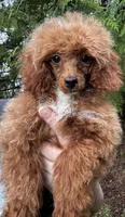 Pooh Bear, a male Poodle - Miniature  for sale in Bellingham, WA – Photo 2 of 6
