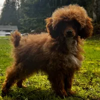 Pooh Bear, a male Poodle - Miniature  for sale in Bellingham, WA – Photo 8 of 8