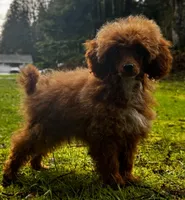 Pooh Bear, a male Poodle - Miniature  for sale in Bellingham, WA – Photo 6 of 6