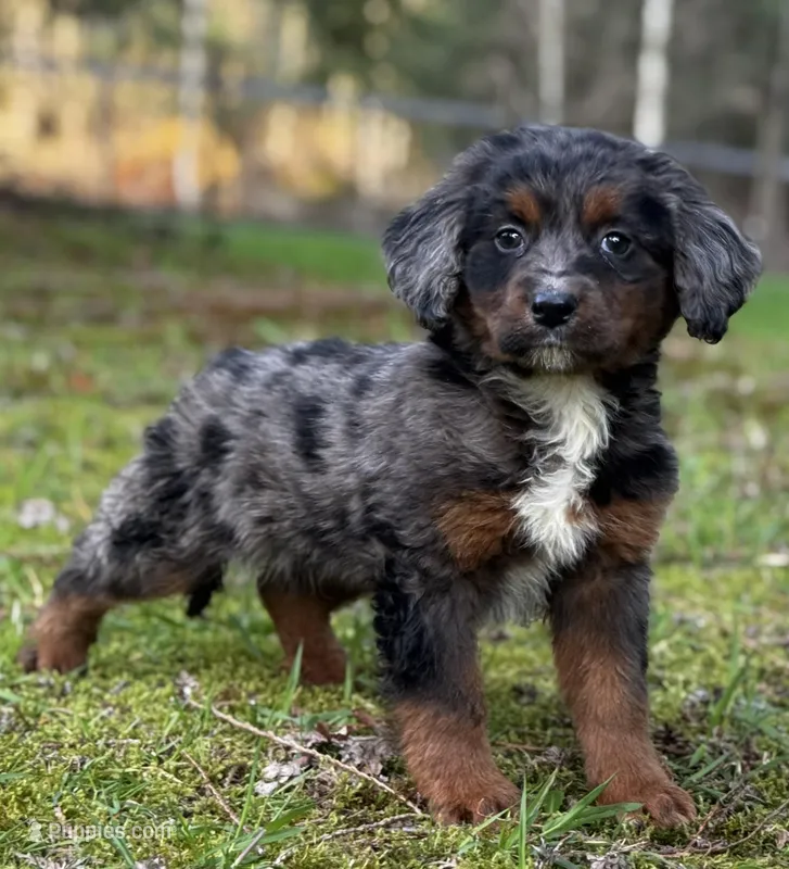 Apollo-Mountain Aussiedoodle – Bernese Mountain Dog, Aussiedoodle puppy for sale in Bellingham, WA