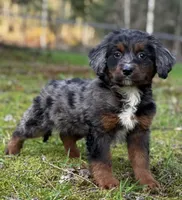 Apollo-Mountain Aussiedoodle, a male Bernese Mountain Dog and Aussiedoodle for sale in Bellingham, WA – Photo 1 of 4