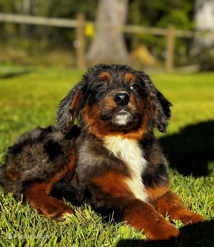 Apollo-Mountain Aussiedoodle – Bernese Mountain Dog, Aussiedoodle puppy for sale in Bellingham, WA