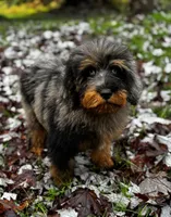 Blue Bear, a male Aussiedoodle for sale in Bellingham, WA – 4 of 6