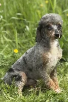 Female 1, a female Poodle - Miniature  for sale in Bellingham, WA – 3 of 3