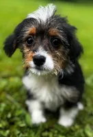 Boba, a female Pembroke Welsh Corgi and Poodle - Miniature  for sale in Bellingham, WA – 1 of 1