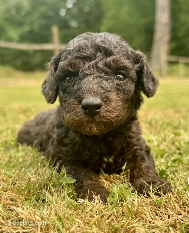 Male 3 – Poodle - Miniature  puppy for sale in Bellingham, WA