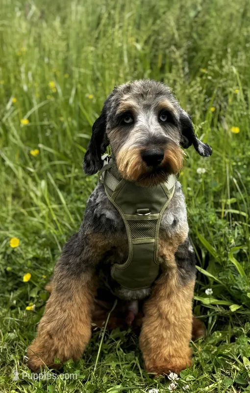 Blue Bear – Aussiedoodle puppy for sale in Bellingham, WA