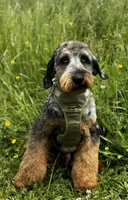 Blue Bear, a male Aussiedoodle for sale in Bellingham, WA – 1 of 6