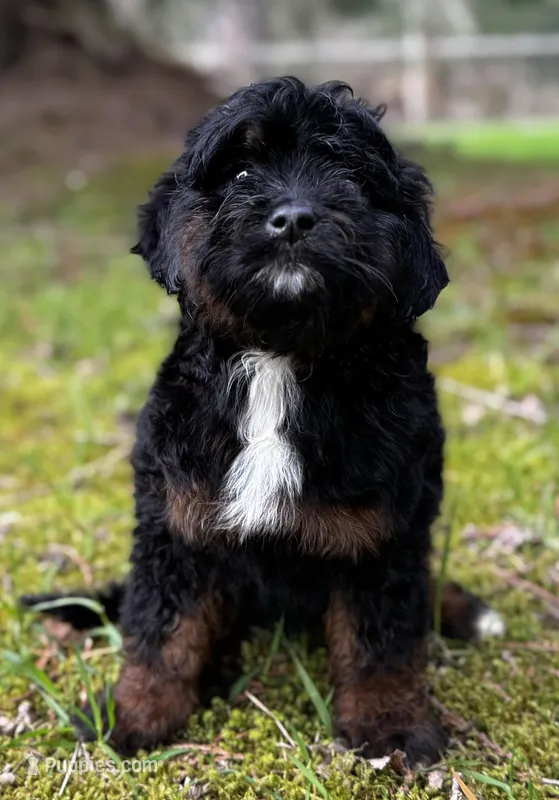Athena – Bernese Mountain Dog, Aussiedoodle puppy for sale in Bellingham, WA