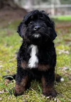 Athena, a female Bernese Mountain Dog and Aussiedoodle for sale in Bellingham, WA – Photo 1 of 4