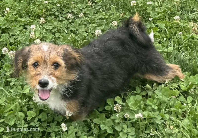 Boba – Pembroke Welsh Corgi, Poodle - Miniature  puppy for sale in Bellingham, WA