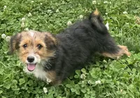 Boba, a female Pembroke Welsh Corgi and Poodle - Miniature  for sale in Bellingham, WA – 1 of 3