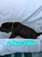 Blue Collar Ollie, a female Labrador Retriever for sale in Holland Patent, NY – Photo 2 of 2