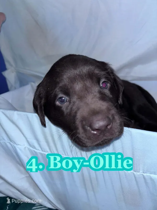 Blue Collar Ollie – Labrador Retriever puppy for sale in Holland Patent, NY