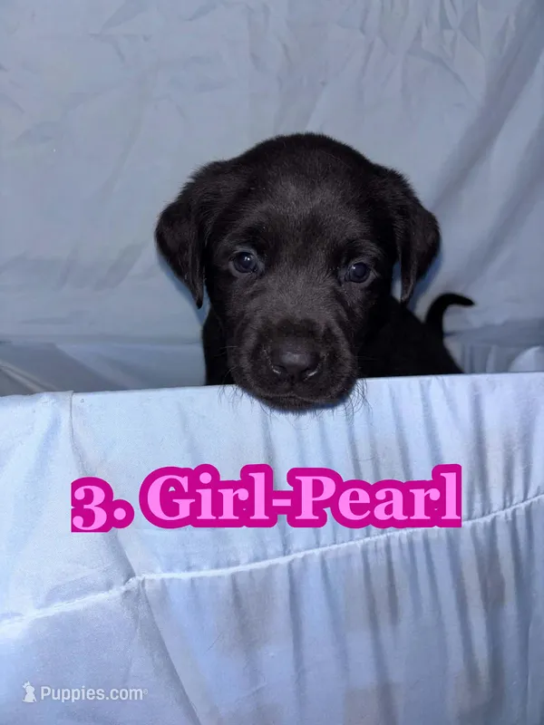 Pink Collar Pearl – Labrador Retriever puppy for sale in Holland Patent, NY