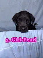 Pink Collar Pearl, a female Labrador Retriever for sale in Holland Patent, NY – Photo 1 of 2